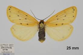 Attēlu rezultāti vaicājumam “Setina irrorella”