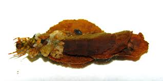 Attēlu rezultāti vaicājumam “Potamophylax”