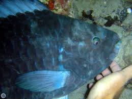 Image result for Scarus trispinosus