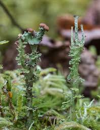Attēlu rezultāti vaicājumam “Cladonia phyllophora”