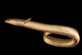 Image result for Anguilla anguilla