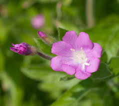 Attēlu rezultāti vaicājumam “Epilobium hirsutum leaf”
