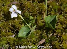 Attēlu rezultāti vaicājumam “Viola palustris flower”