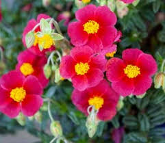 Attēlu rezultāti vaicājumam “Helianthemum x hybridum”