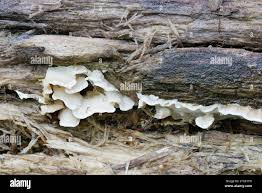 Attēlu rezultāti vaicājumam “Skeletocutis nivea”