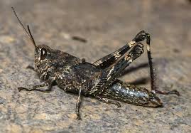 Attēlu rezultāti vaicājumam “Capsodes gothicus imago”