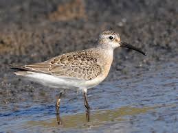 Attēlu rezultāti vaicājumam “Calidris ferruginea”