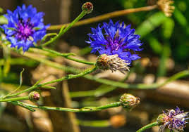 Attēlu rezultāti vaicājumam “Centaurea scabiosa flower”