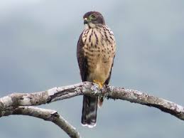 Attēlu rezultāti vaicājumam “Harpanthus scutatus”