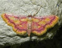 Attēlu rezultāti vaicājumam “Idaea muricata”