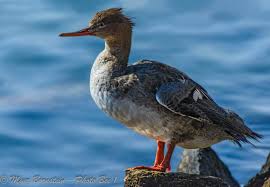 Attēlu rezultāti vaicājumam “Mergus serrator female”
