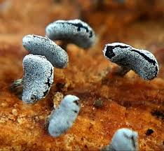 Attēlu rezultāti vaicājumam “Physarum compressum”