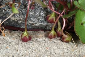 Attēlu rezultāti vaicājumam “Cymbalaria muralis leaf”