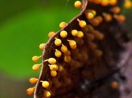 Attēlu rezultāti vaicājumam “Cribraria piriformis macro”