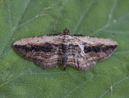 Attēlu rezultāti vaicājumam “Horisme vitalbata”