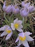 Attēlu rezultāti vaicājumam “Pulsatilla patens bud”