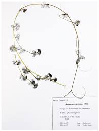 Attēlu rezultāti vaicājumam “Batrachium circinatum”