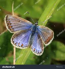 Attēlu rezultāti vaicājumam “Polyommatus icarus female”