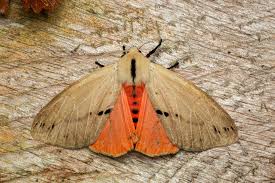 Attēlu rezultāti vaicājumam “Spilosoma sp.”