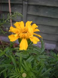 Attēlu rezultāti vaicājumam “Tagetes flower”