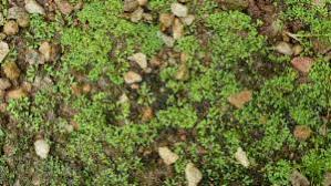 Attēlu rezultāti vaicājumam “Riccia bifurca”