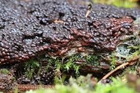 Attēlu rezultāti vaicājumam “Tubifera magna”