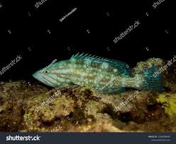 Image result for Mycteroperca rubra