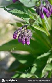 Attēlu rezultāti vaicājumam “Symphytum officinale bud”
