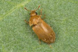 Attēlu rezultāti vaicājumam “Byturus ochraceus”