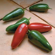 Afbeeldingsresultaat voor jalapeno early hot pepper