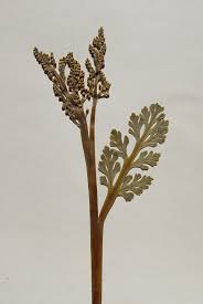 Attēlu rezultāti vaicājumam “Botrychium matricariifolium”