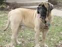English Mastiff Information, Old English Mastiff, Mastiff