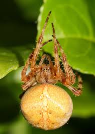Attēlu rezultāti vaicājumam “Araneus diadematus female”