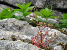 Attēlu rezultāti vaicājumam “Saxifraga tridactylites leaf”