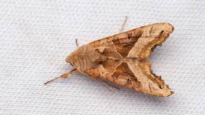 Attēlu rezultāti vaicājumam “Phlogophora meticulosa”