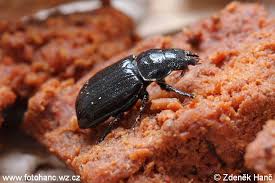 Attēlu rezultāti vaicājumam “Ceruchus chrysomelinus”