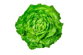 Image result for Kopfsalat