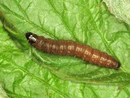 Attēlu rezultāti vaicājumam “Orthotaenia undulana”