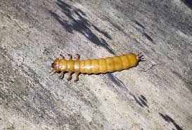 Attēlu rezultāti vaicājumam “Cucujus cinnaberinus larva”