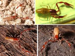 Attēlu rezultāti vaicājumam “Scorpidium cossonii”