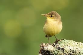 Image result for Hippolais polyglotta