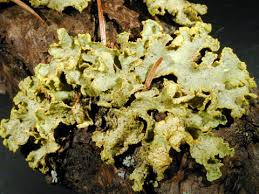 Attēlu rezultāti vaicājumam “Vulpicida pinastri”