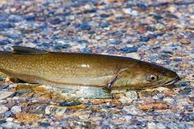 Image result for Salvelinus confluentus