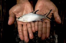 Image result for ikan