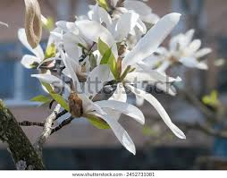 Attēlu rezultāti vaicājumam “Magnolia kobus flower”