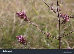 Attēlu rezultāti vaicājumam “Odontites vulgaris”