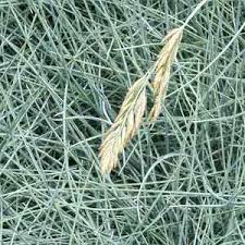 Attēlu rezultāti vaicājumam “Festuca arenaria”