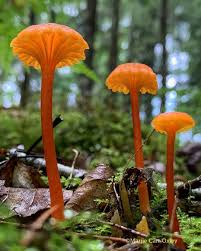 Attēlu rezultāti vaicājumam “Hygrocybe cantharellus”