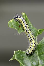 Attēlu rezultāti vaicājumam “Pieris brassicae larva”