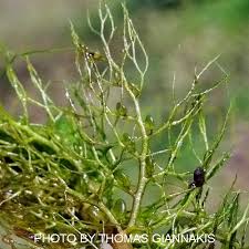 Attēlu rezultāti vaicājumam “Utricularia vulgaris”